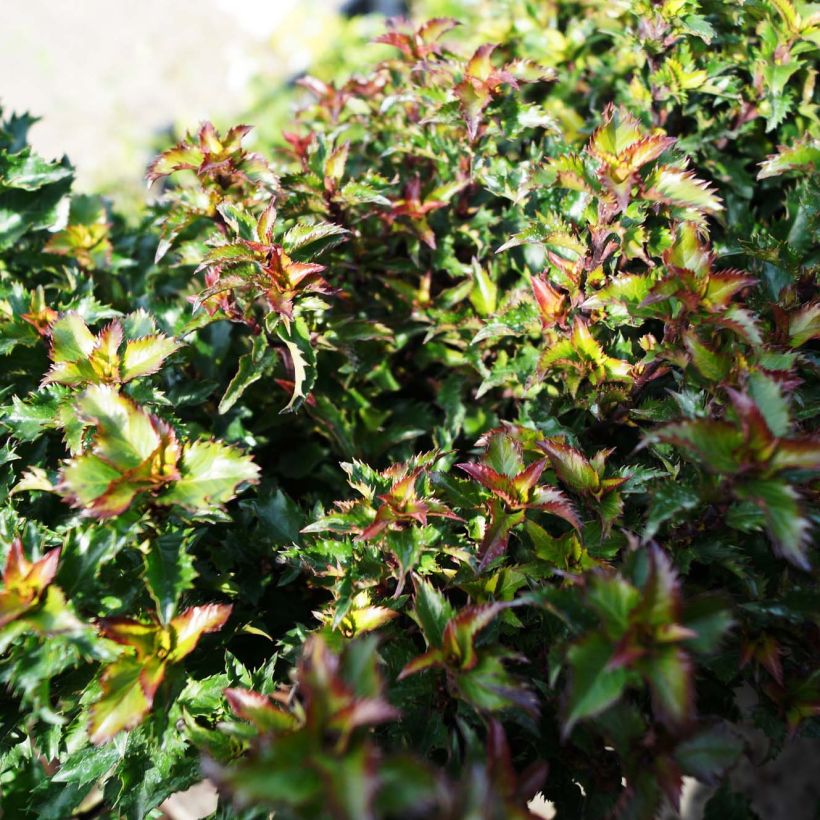 Houx nain - Ilex meserveae Little Rascal (Feuillage)