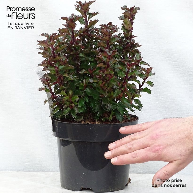 Spécimen de Houx nain - Ilex meserveae Little Rascal  Pot de 3L/4L tel que livré en hiver
