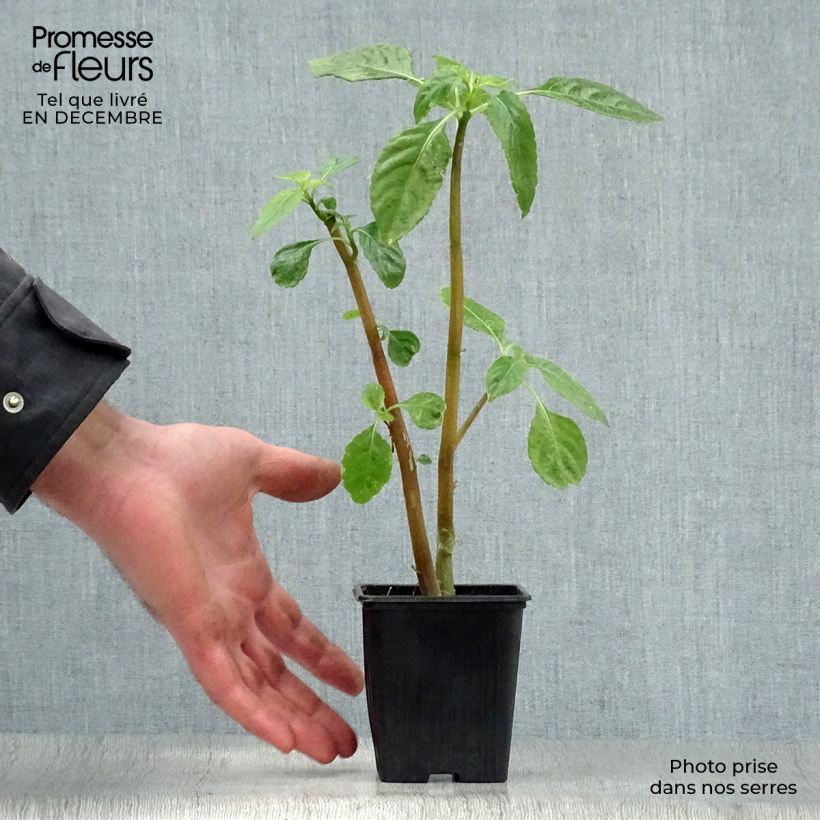 Spécimen de Impatiens niamniamensis rouge et jaune - Impatience de Zanzibar Godet de 7/8 cm tel que livré en hiver