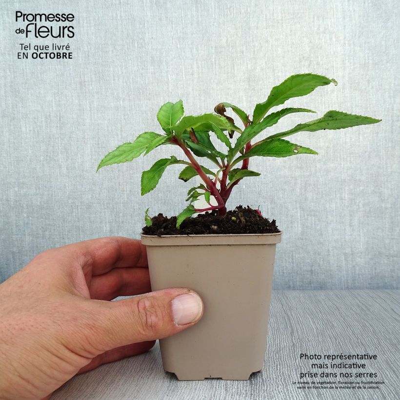 Spécimen de Impatiens omeiana Ice Storm - Impatiens vivace Godet de 8/9 cm tel que livré en automne
