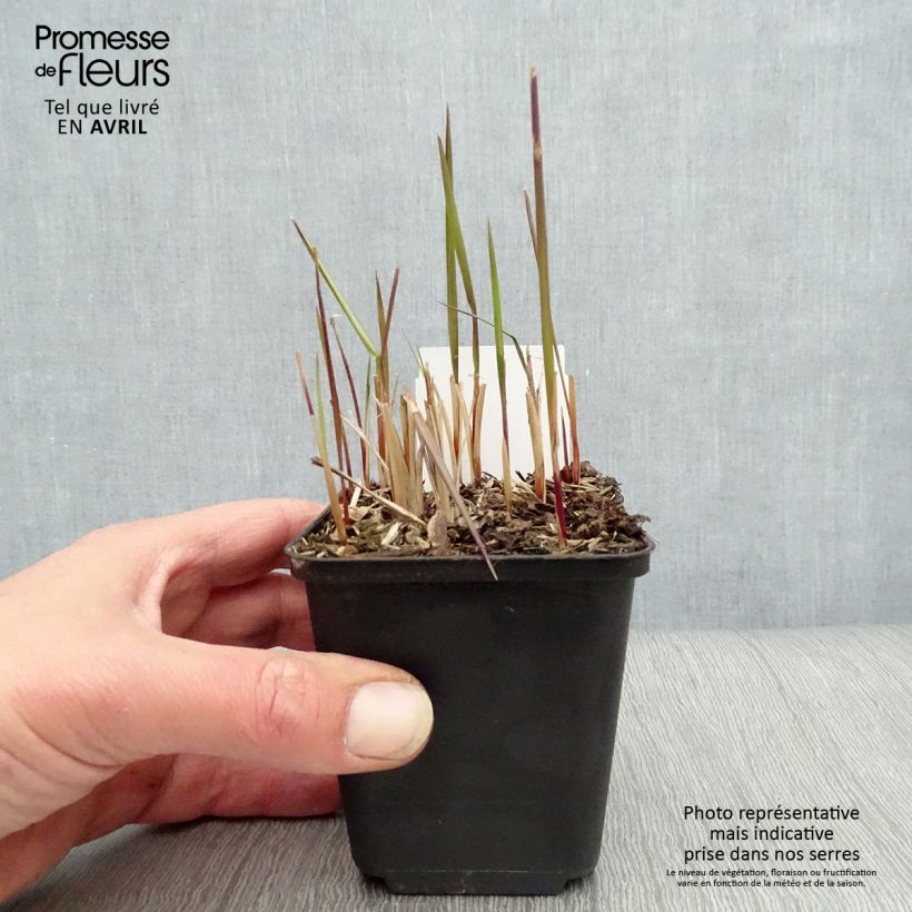 Spécimen de Imperata cylindrica Red Baron Godet de 8/9 cm tel que livré au printemps