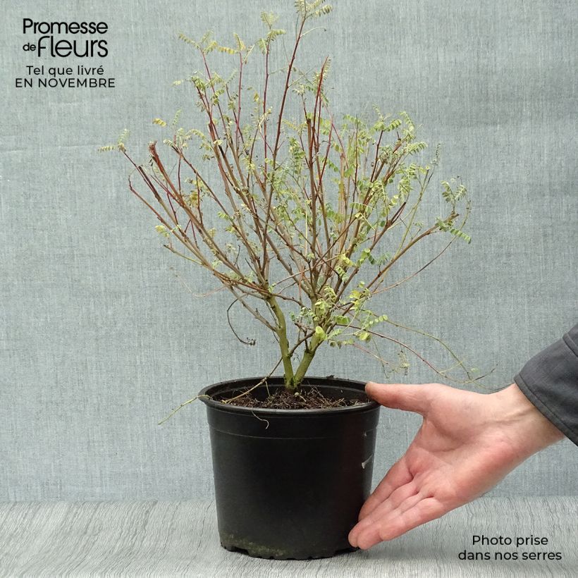Spécimen de Indigofera heterantha (gerardiana) - Indigotier rose Pot de 2L/3L tel que livré en automne