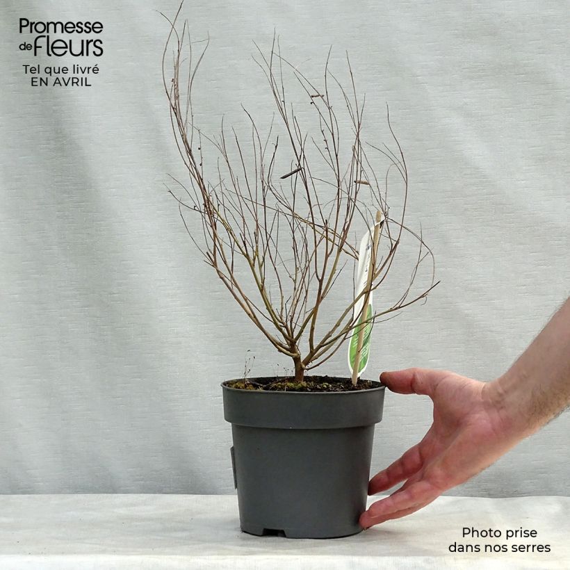 Spécimen de Indigofera heterantha (gerardiana) - Indigotier rose Pot de 2L/3L tel que livré au printemps