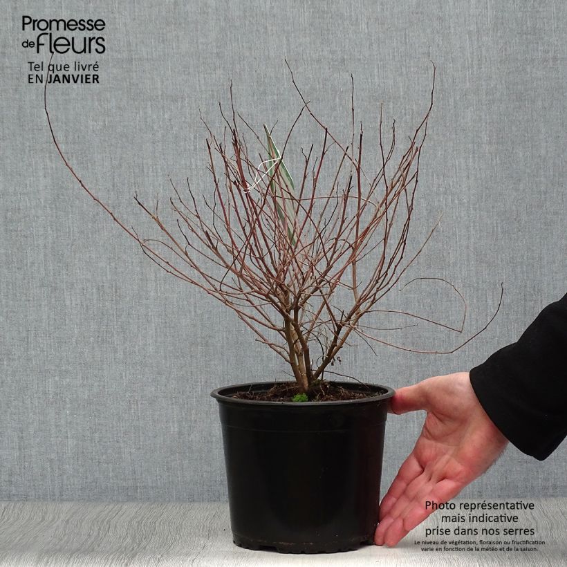 Spécimen de Indigofera heterantha (gerardiana) - Indigotier rose Pot de 2L/3L tel que livré en hiver