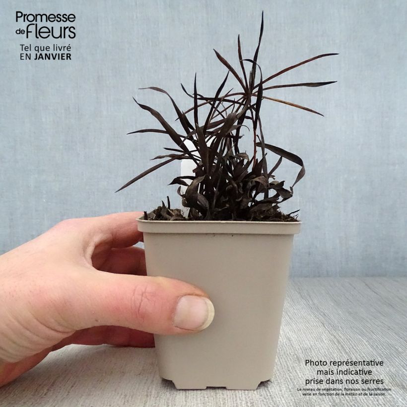 Spécimen de Inula ensifolia - Aunée à feuilles récurvées Godet de 8/9 cm tel que livré en hiver