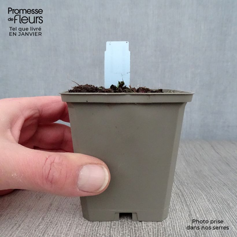 Spécimen de Inula helenium - Grande Aunée Godet de 8/9 cm tel que livré en hiver