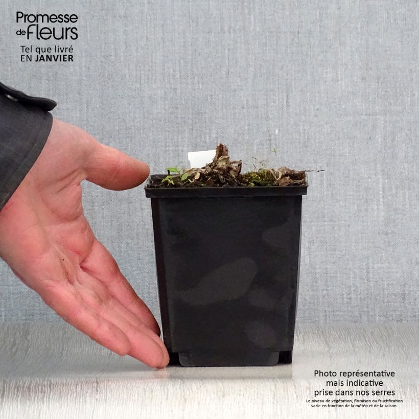 Spécimen de Inula magnifica Godet de 8/9 cm tel que livré en hiver