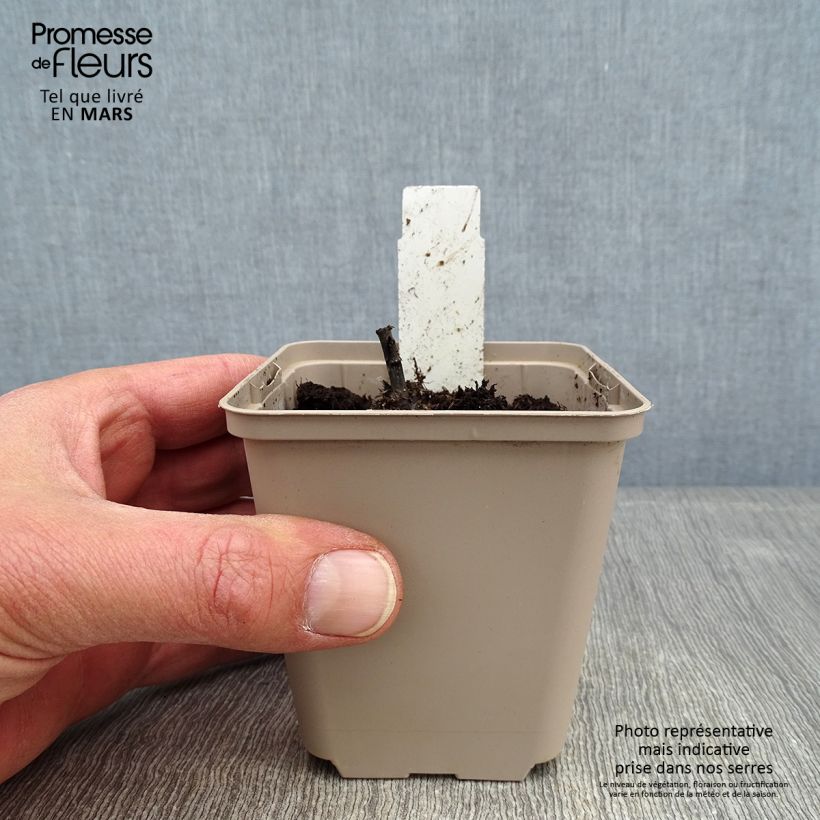 Spécimen de Inula orientalis - Aunée orientale Godet de 8/9 cm tel que livré en hiver