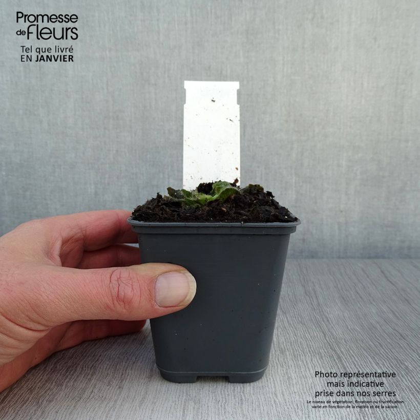 Spécimen de Inula rhizocephala Godet de 8/9 cm tel que livré en hiver