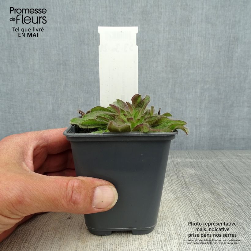 Spécimen de Inula rhizocephala Godet de 8/9 cm tel que livré au printemps