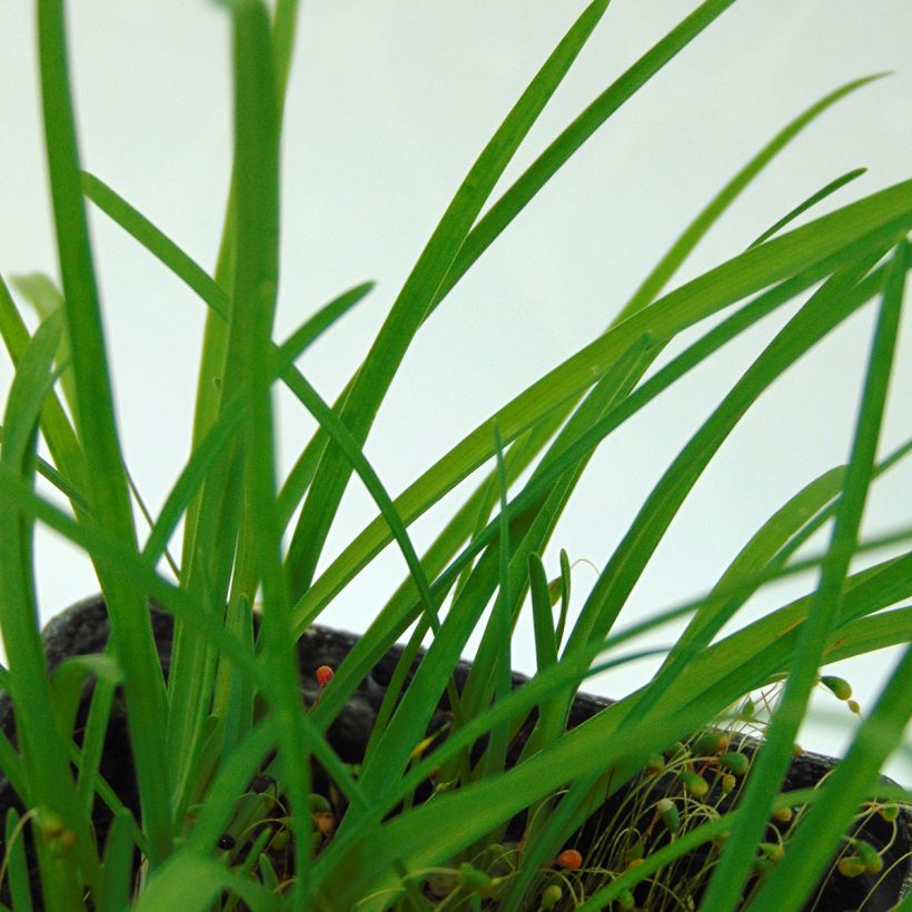 Ipheion uniflorum (Feuillage)