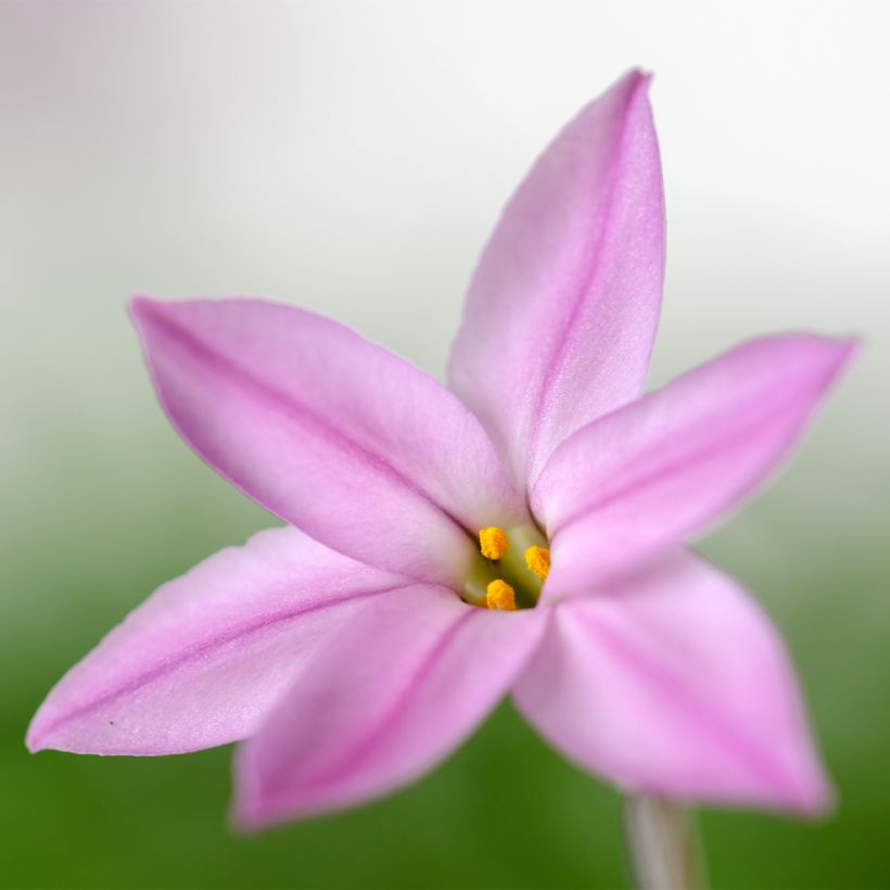 Ipheion uniflorum Charlotte Bishop (Floraison)