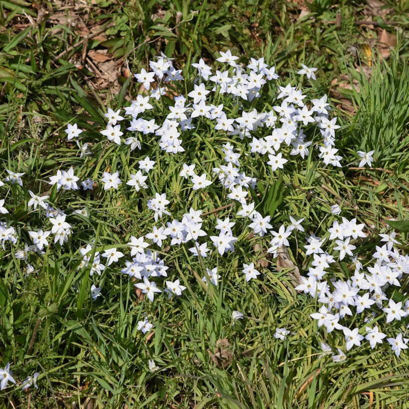 Ipheion uniflorum White Star (Hábito)