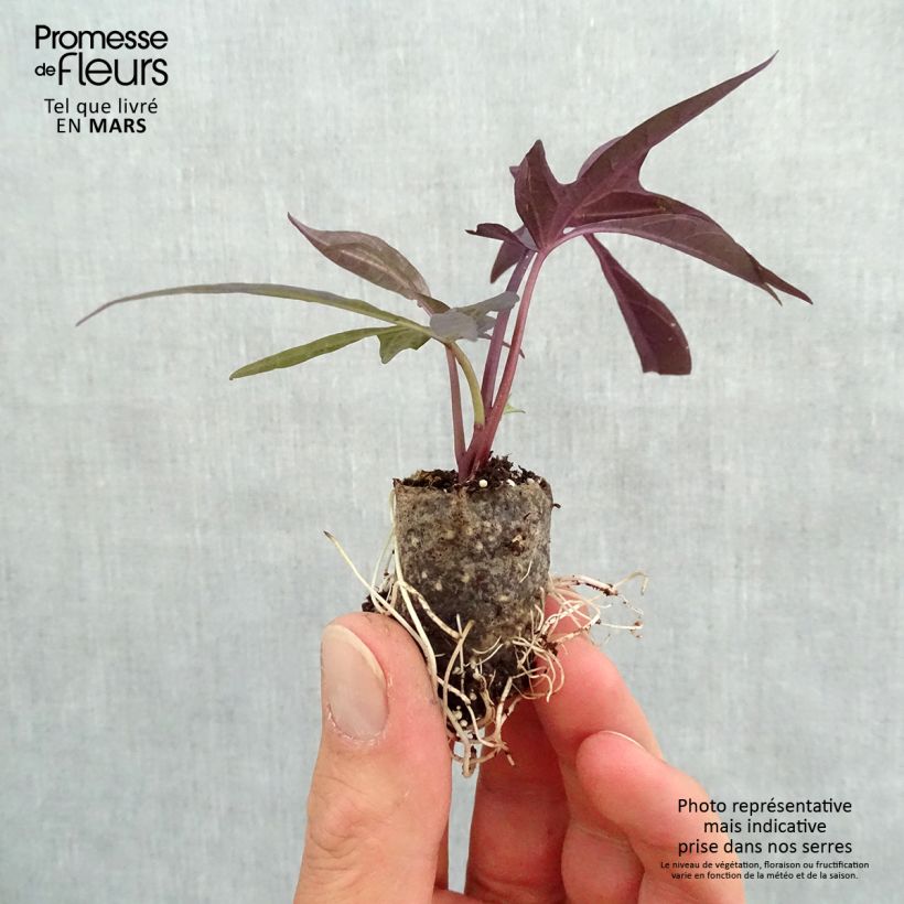 Spécimen de Ipomée Illusion Midnight Lace Mini-motte Ø 3/4 cm, Plant vert de 5 à 10 cm de haut tel que livré au printemps