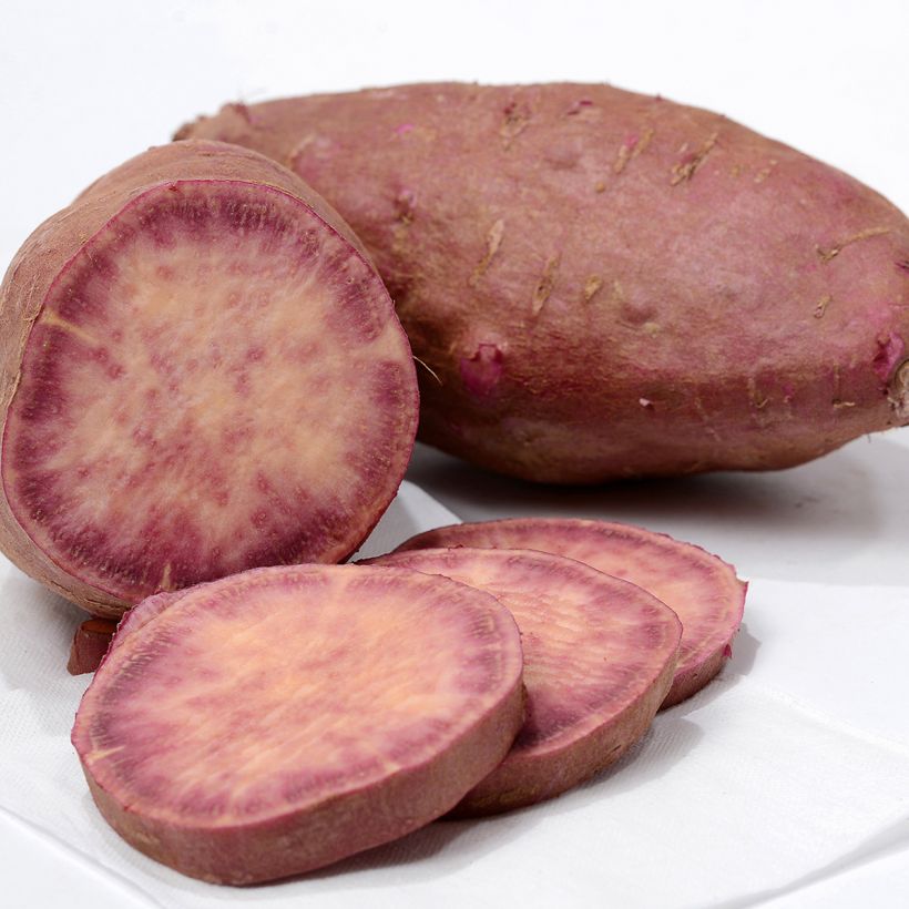 Patate douce Sakura en plants (Récolte)
