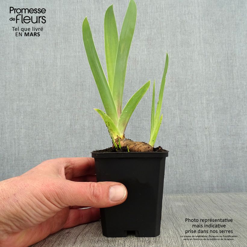 Spécimen de Iris Germanica So beau - Iris des Jardins Godet de 8/9 cm tel que livré en hiver