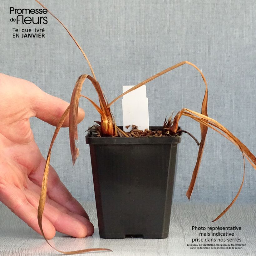 Spécimen de Iris Harpswell Happiness - Iris de Sibérie Godet de 8/9 cm tel que livré en hiver