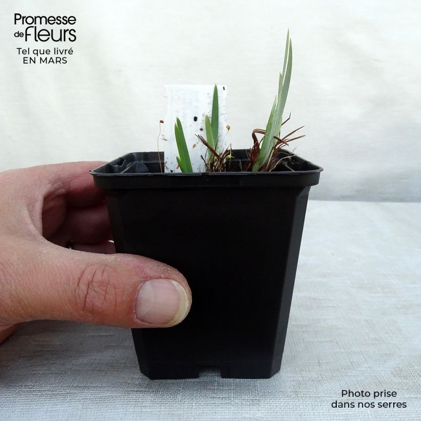 Spécimen de Iris Ruffled Velvet - Iris de Sibérie Godet de 8/9 cm tel que livré en hiver