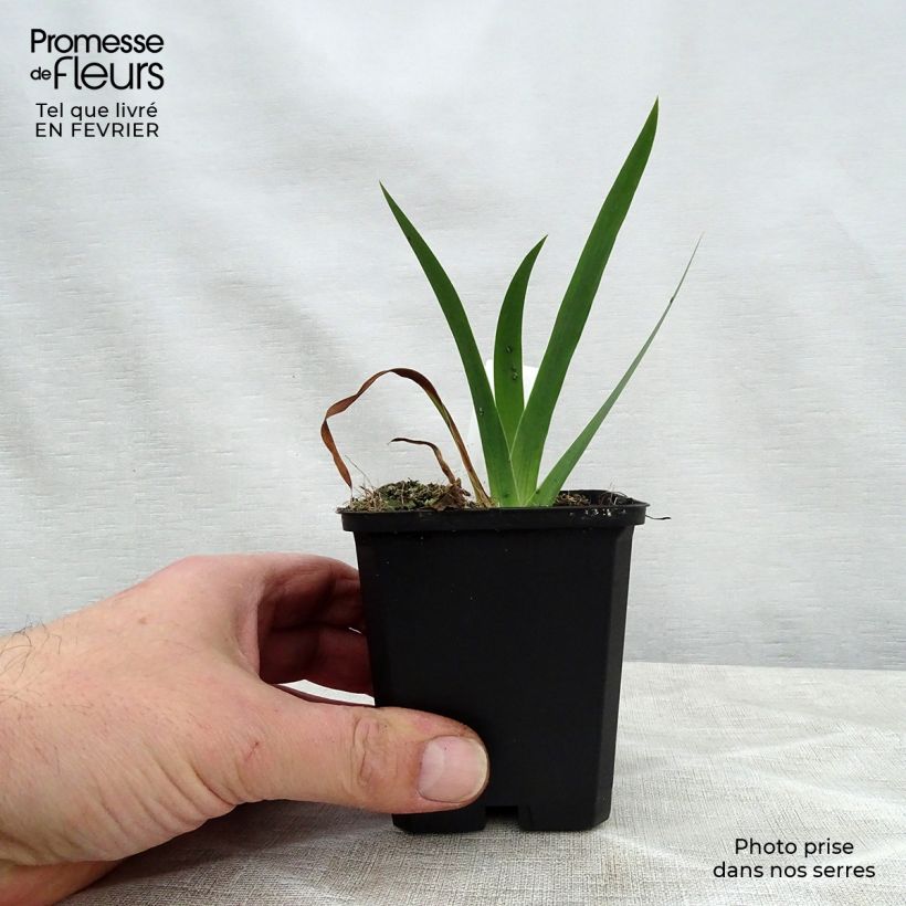 Spécimen de Iris chrysographes Black Knight Godet de 8/9 cm tel que livré en hiver