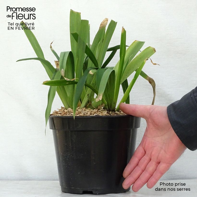 Spécimen de Iris confusa Martyn Rix - Iris bambou Pot de 3L/4L tel que livré en hiver