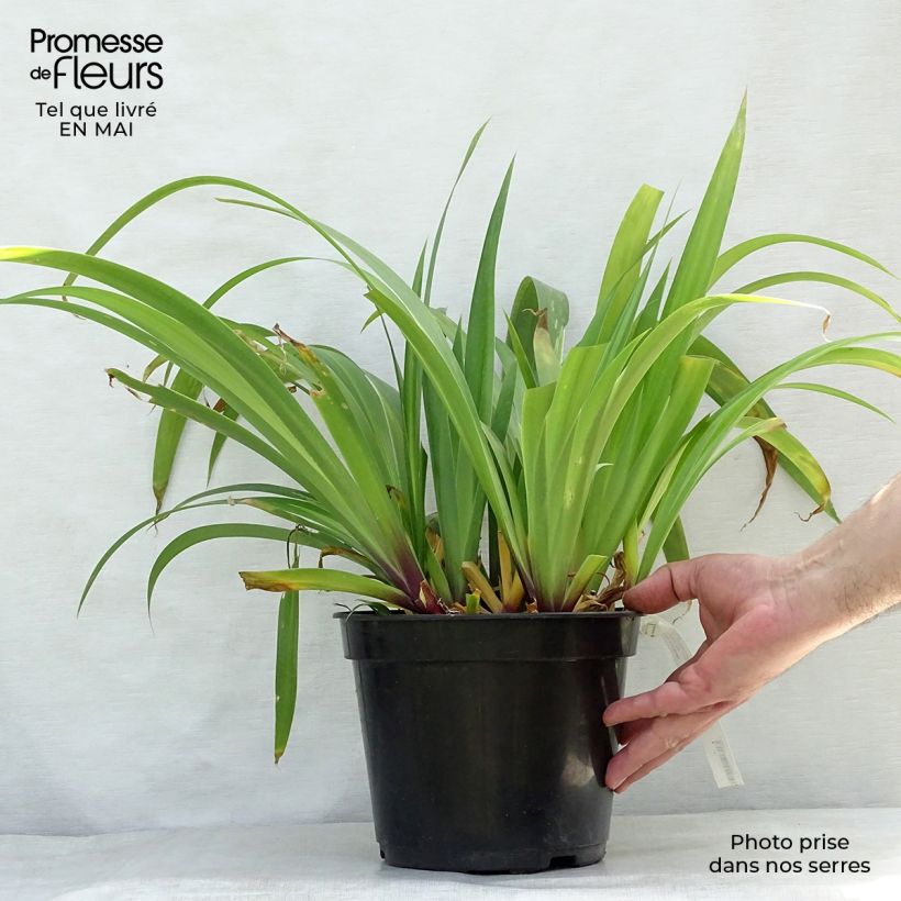 Spécimen de Iris confusa Martyn Rix - Iris bambou Pot de 3L/4L tel que livré au printemps