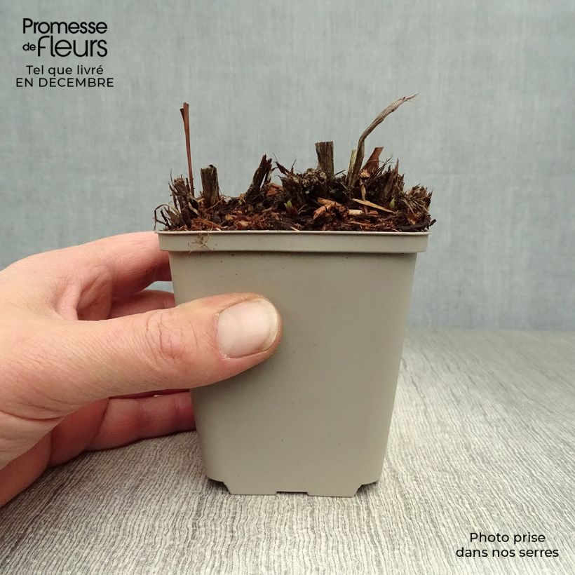 Spécimen de Iris de Sibérie - Iris sibirica Blue King Godet de 8/9 cm tel que livré en hiver