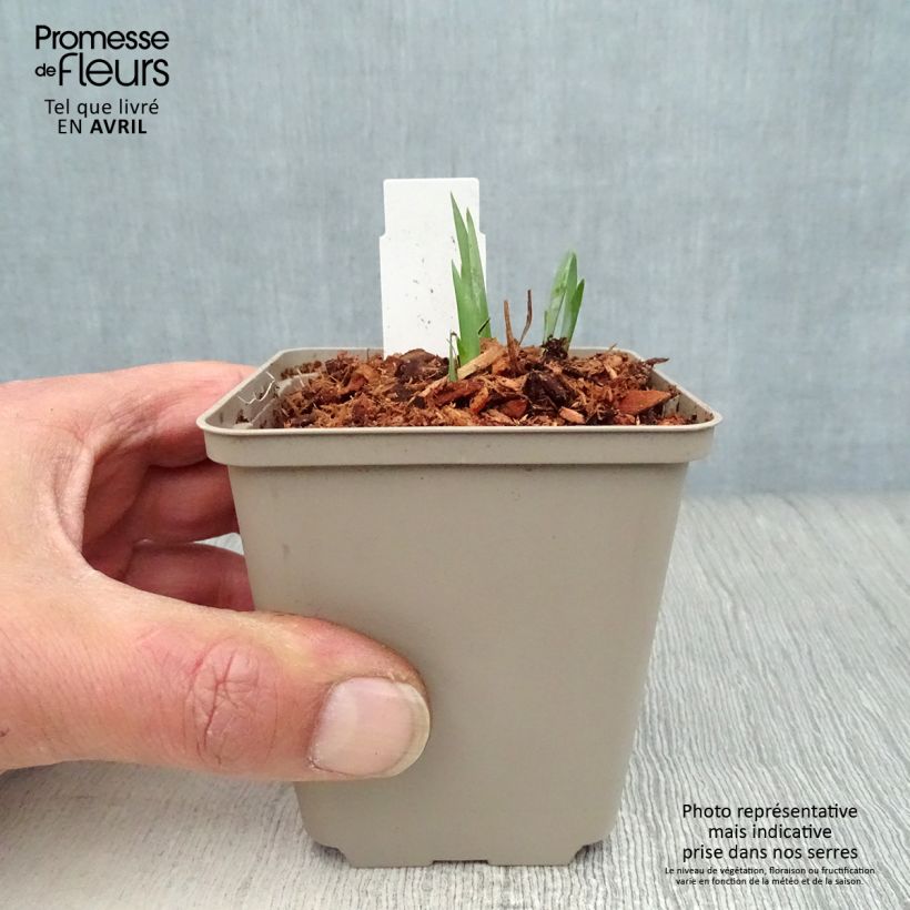 Spécimen de Iris de Sibérie - Iris sibirica Blue King Godet de 8/9 cm tel que livré au printemps