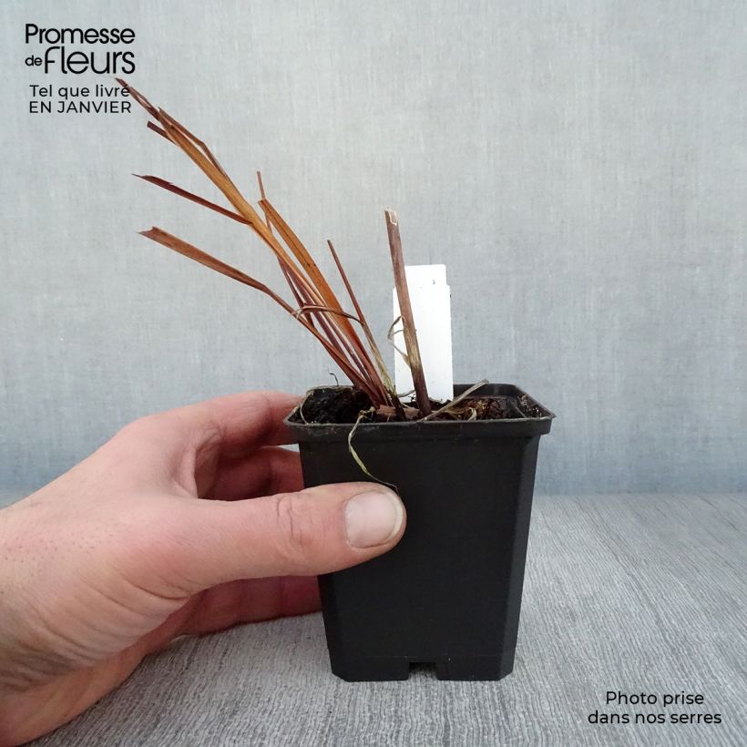 Spécimen de Iris de Sibérie - Iris sibirica Caesar's Brother Godet de 8/9 cm tel que livré en hiver