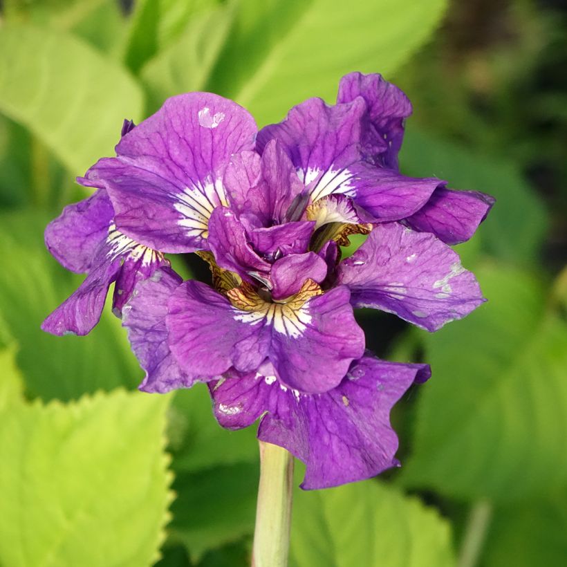 Iris de Sibérie - Iris sibirica Double Standard (Floraison)