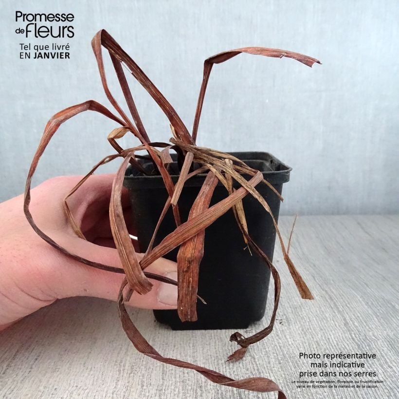 Spécimen de Iris de Sibérie - Iris sibirica Moon Silk Godet de 8/9 cm tel que livré en hiver