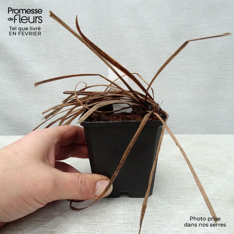 Spécimen de Iris de Sibérie - Iris sibirica Sparkling Rose Godet de 8/9 cm tel que livré en hiver