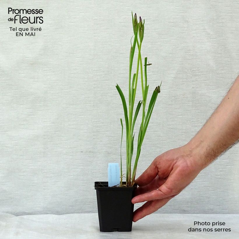 Spécimen de Iris de Sibérie - Iris sibirica Sparkling Rose Godet de 8/9 cm tel que livré au printemps