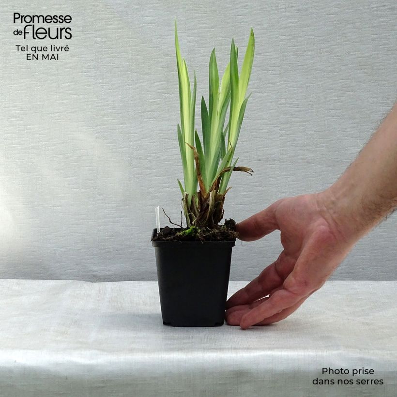 Spécimen de Iris des marais - Iris pseudacorus Variegata Godet de 8/9 cm tel que livré au printemps