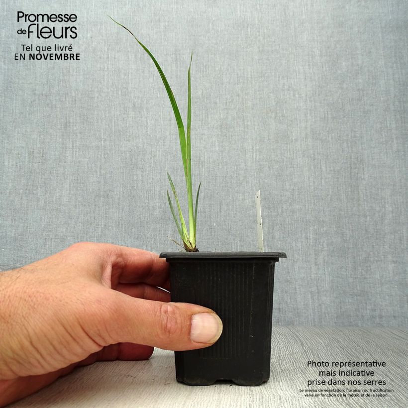 Spécimen de Iris des marais - Iris pseudacorus Variegata Godet de 8/9 cm tel que livré en automne