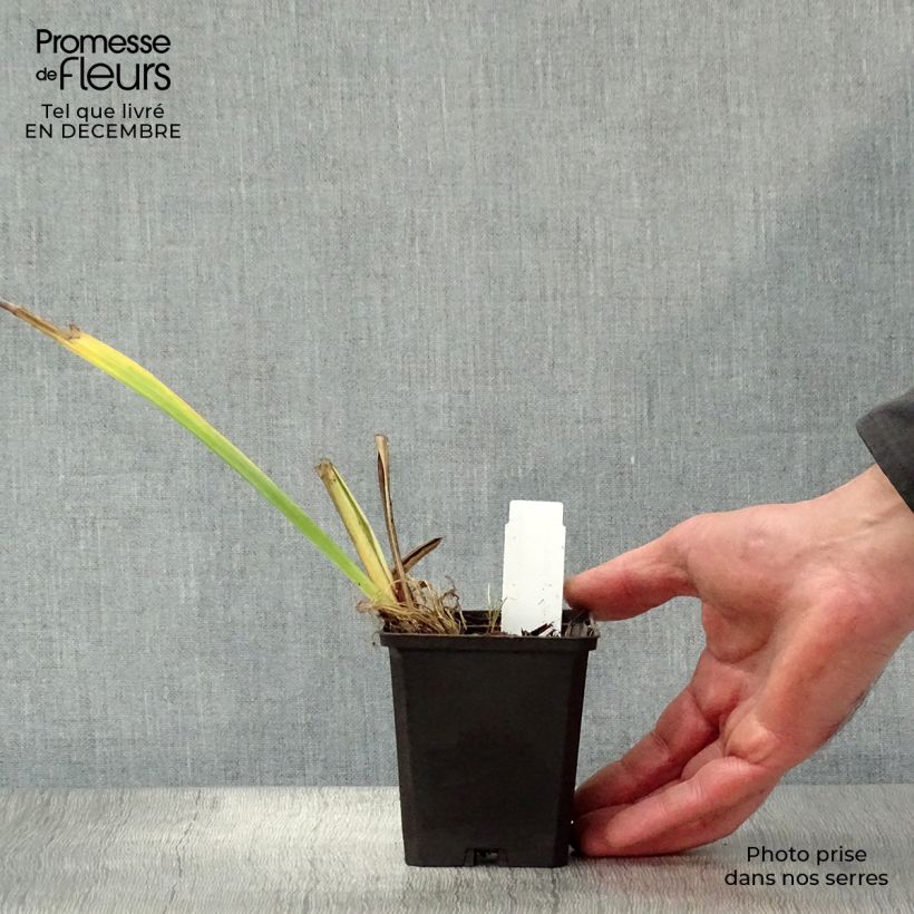 Spécimen de Iris des marais - Iris pseudacorus Variegata Godet de 8/9 cm tel que livré en hiver