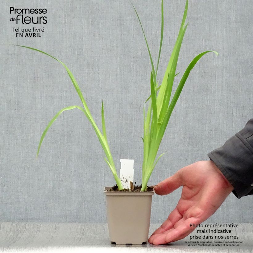 Exemplar von Belamcanda chinensis - Leopardenblume Kleine Töpfe von 8/9 cm wie im Frühjahr geliefert