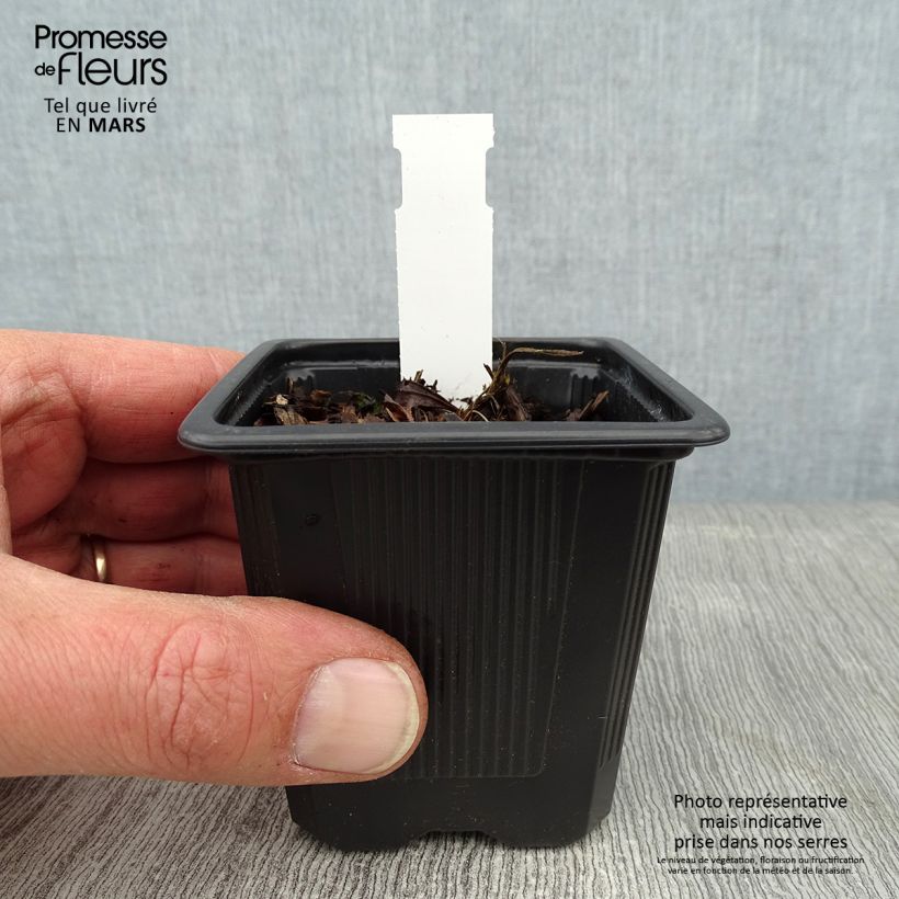 Spécimen de Iris du Japon - Iris ensata Crystal Halo Godet de 8/9 cm tel que livré en hiver