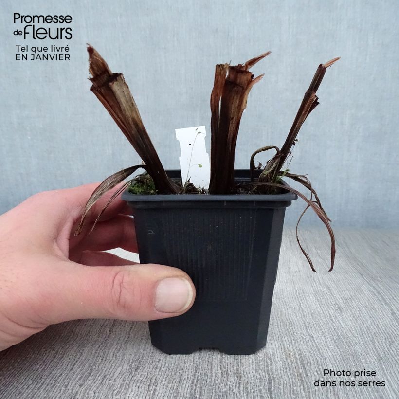 Spécimen de Iris du Japon - Iris ensata Dainagon Godet de 8/9 cm tel que livré en hiver