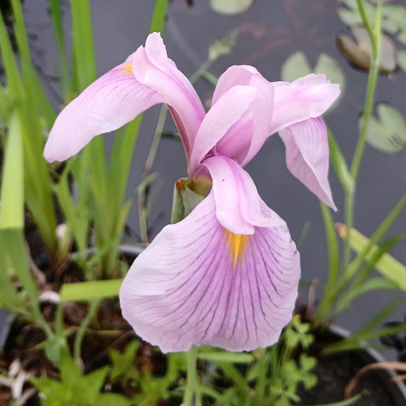 Iris du Japon - Iris ensata Darling (Floraison)