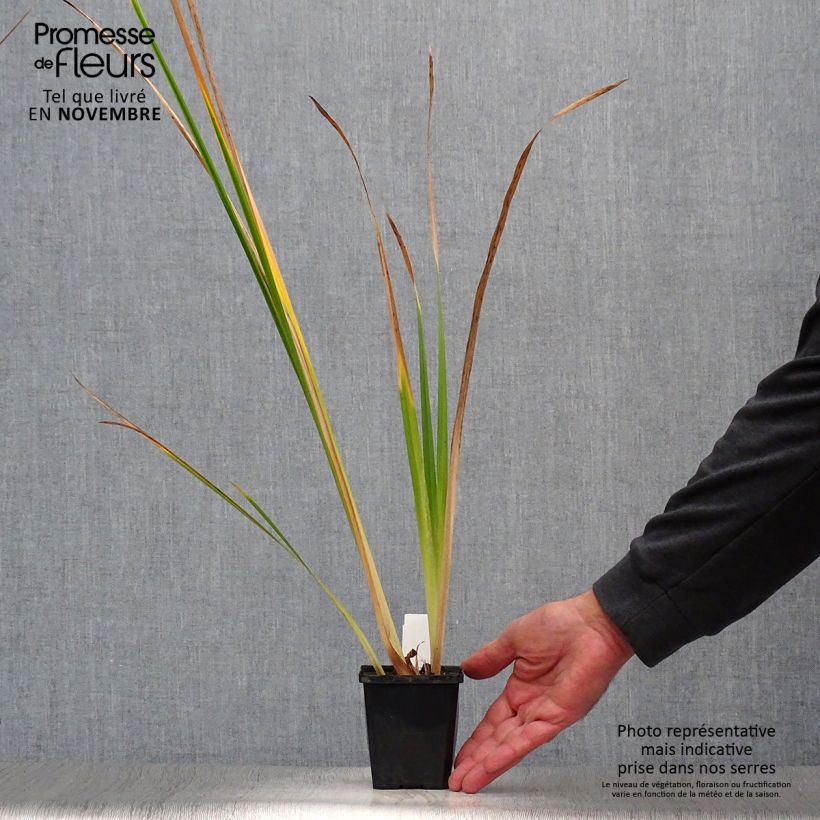 Spécimen de Iris du Japon - Iris ensata Météor Godet de 8/9 cm tel que livré en automne