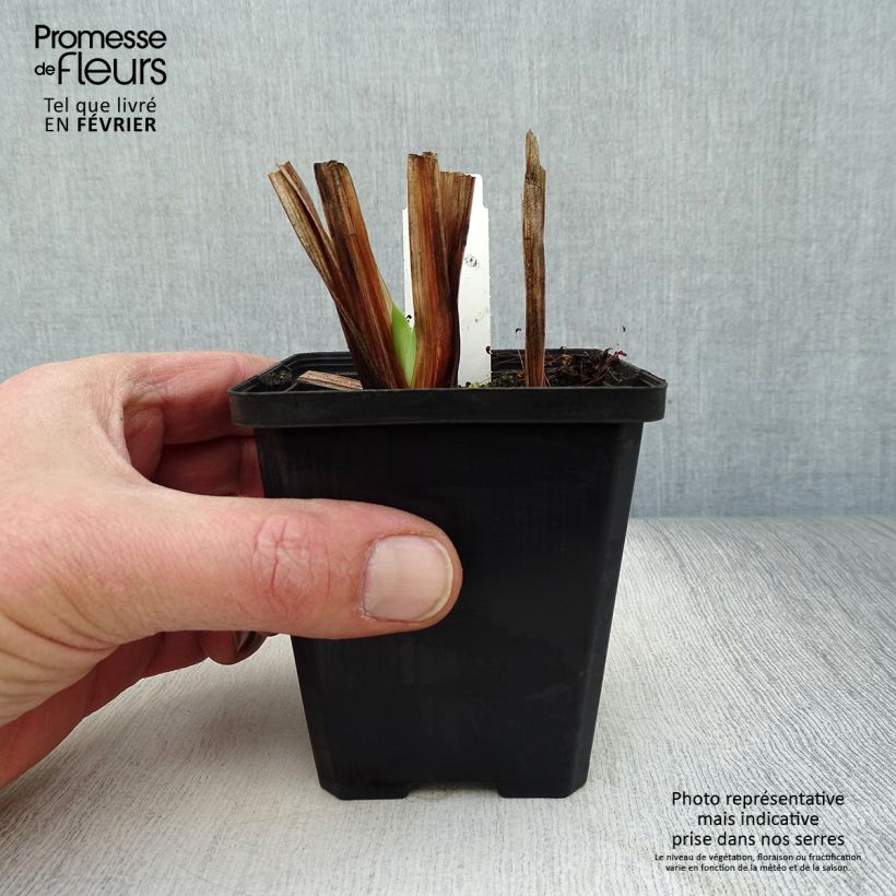 Spécimen de Iris du Japon - Iris ensata Météor Godet de 8/9 cm tel que livré en hiver