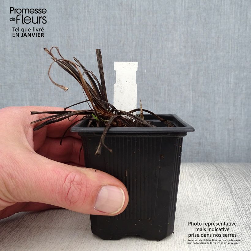 Spécimen de Iris du Japon - Iris ensata Rose Queen Godet de 8/9 cm tel que livré en hiver