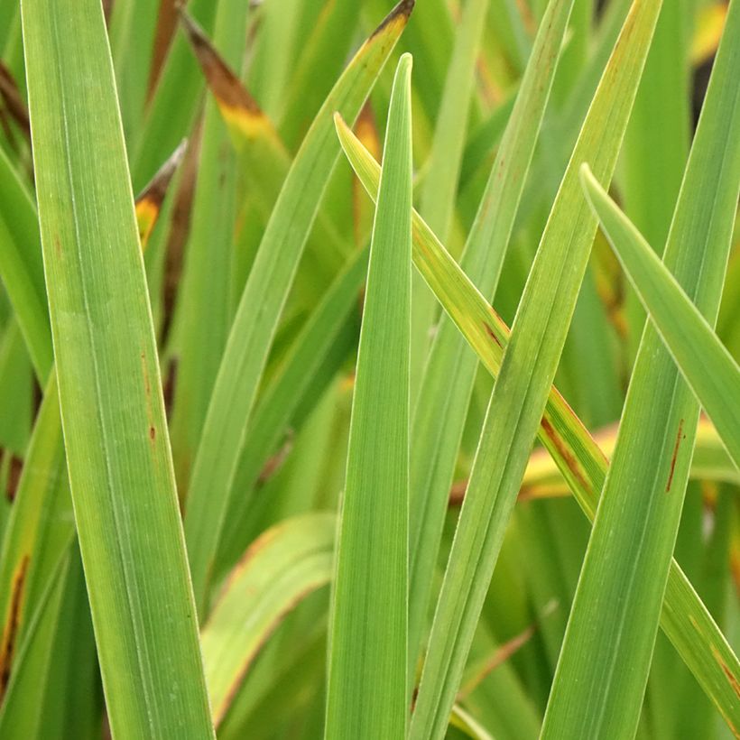 Iris du Japon - Iris ensata Sugar Dome (Feuillage)