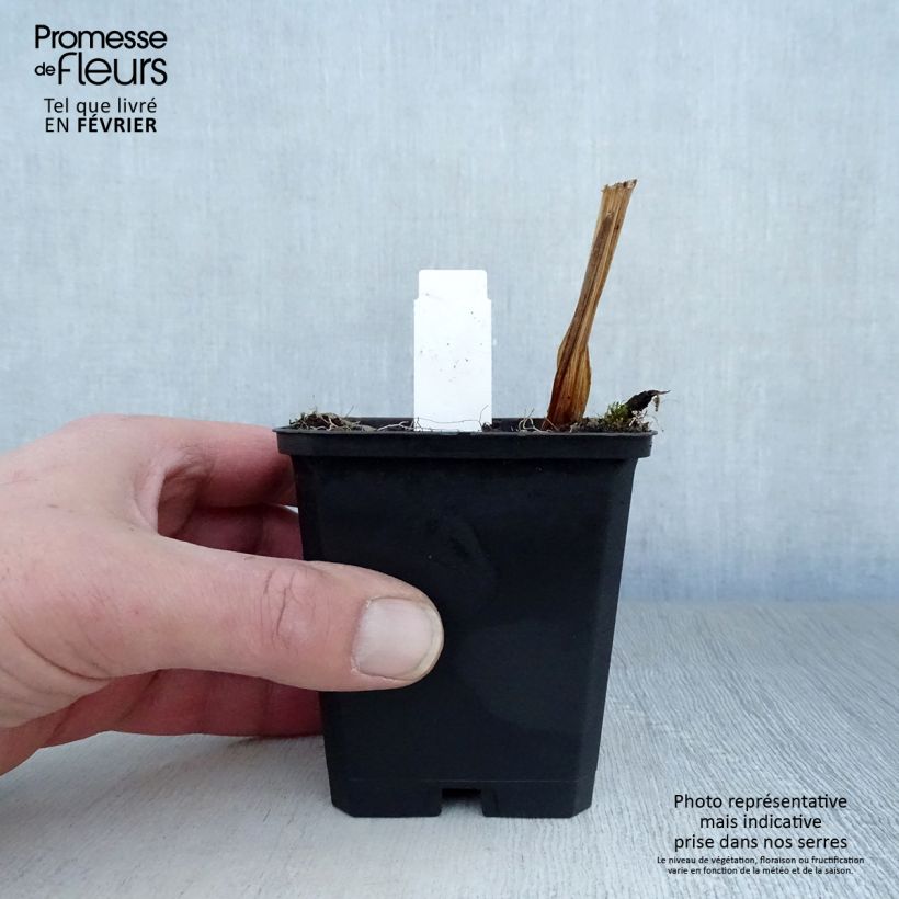 Spécimen de Iris du Japon - Iris ensata Variegata Godet de 8/9 cm tel que livré en hiver