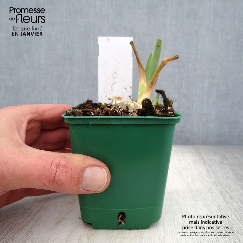Spécimen de Iris germanica Agrippa - Iris des Jardins Godet de 8/9 cm tel que livré en hiver
