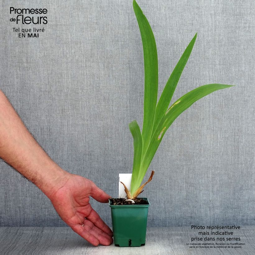 Spécimen de Iris germanica Agrippa - Iris des Jardins Godet de 8/9 cm tel que livré au printemps