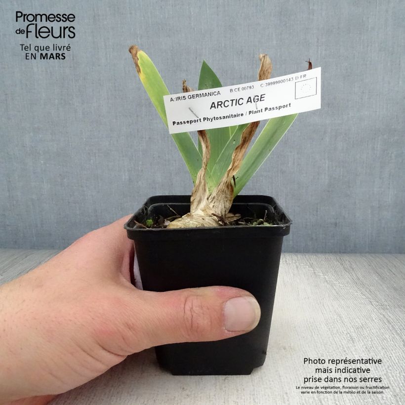 Spécimen de Iris germanica Arctic Age Godet de 8/9 cm tel que livré au printemps