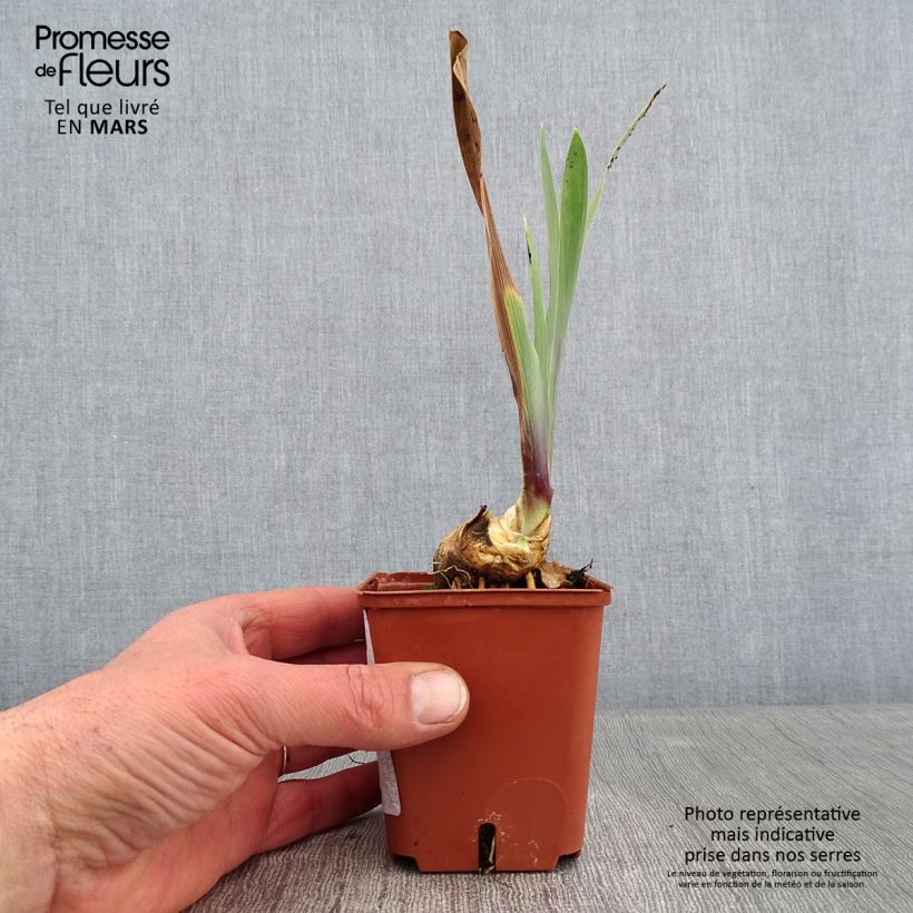 Spécimen de Iris germanica Art Déco - Iris des Jardins Godet de 8/9 cm tel que livré en hiver