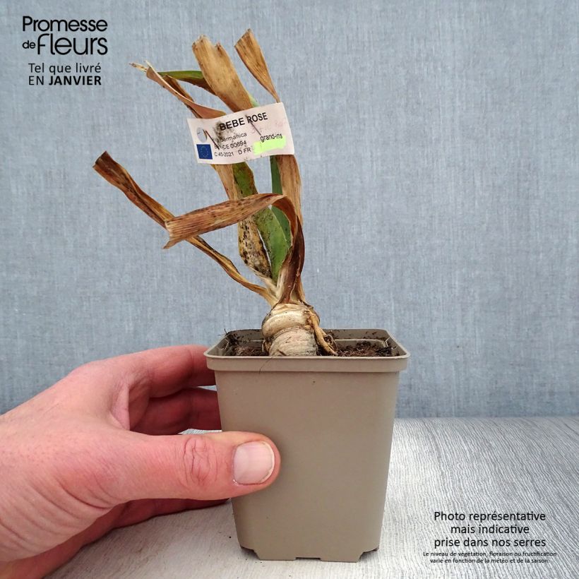 Spécimen de Iris germanica Bébé Rose - Iris de bordure Godet de 8/9 cm tel que livré en hiver
