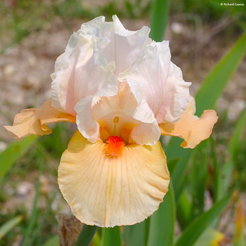 Iris germanica Bébé Rose - Iris de bordure (Floraison)